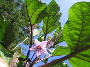 Eggplant-Flower